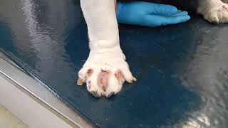 How Can I Treat The Cysts On My Dog  This Morning [upl. by Selmore299]