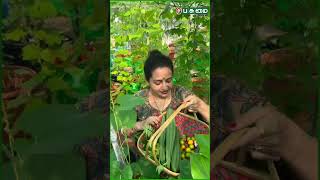 இன்னைக்கு Harvest பீர்க்கன்காய்  Actress Seethas Terrace Garden  Shorts [upl. by Griselda]