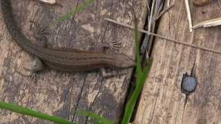 LEZARD ViviparePromenadeZootoca vivipara  BRUITX [upl. by Brenda]