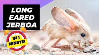 LongEared Jerboa  In 1 Minute 🐭 One Of The Cutest And Exotic Animals In The World [upl. by Redep]