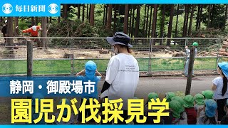 園児が見学＆声援 「木のおもちゃ美術館」予定地で伐採作業 静岡 [upl. by Allak531]