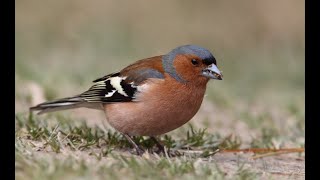 Chaffinch call [upl. by Annaynek]