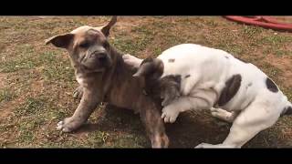 “NEW DOG BREED CALLED” NoSnout79072 “Bulldog Mastiff” [upl. by Cathrin]