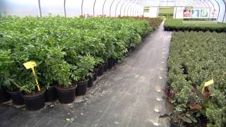 Top 10 Things You Need To Know To Start Growing Ornamentals [upl. by Kenneth204]