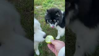 She stole the watermelon from the pomsky then This happens [upl. by Anahcar]