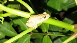 Johnstones whistling frog  Rana silbadora de Johnstone ‘Eleutherodactylus johnstonei’ [upl. by Charry]