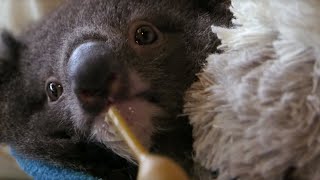 Orphan Koala Plays with Carer  BBC Earth [upl. by Mixie779]