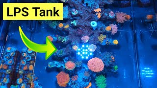 How To Create An Awesome LPS Saltwater Aquarium Waterbox Frag 552 [upl. by Vary]