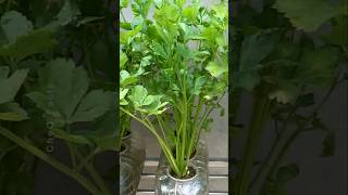 How to Grow Coriander at Home Using Plastic Bottles plants farming shorts [upl. by Hurff389]