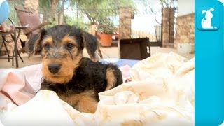 Airedale Terriers Puppies  Puppy Love [upl. by Schild]