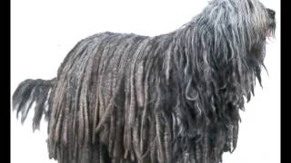 Bergamasco  Puppies for Sale by Pets4Youcom [upl. by Brianne]