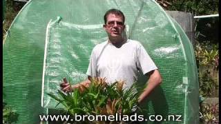 Bromeliads Online  How to harvest pups [upl. by Libbna13]