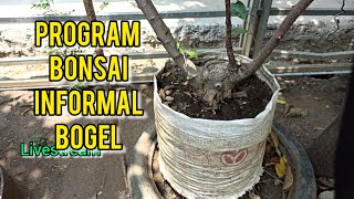 CEK AKAR BAHAN BONSAI INFORMAL  livestreambonsaiimaji bonsai [upl. by Shirlie445]