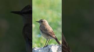 The isabelline wheatear singing Oenanthe isabellina shortvideo birds birdsong wildlife [upl. by Adnawyek699]