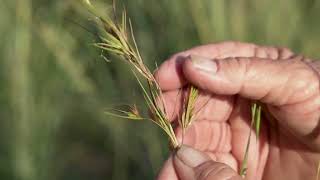 Identifying Kangaroo grass Themeda australis with Dr Judi Earl [upl. by Zacherie]