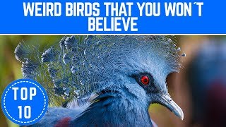 Top 10 Weirdest Birds In the WORLD that you Wont Believe  TTC [upl. by Lightman]