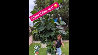 The Farm Chicks and the Fiddle Leaf Figs with mrdovecottage [upl. by Lemmor]