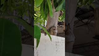 Magnolie Magnolia 玉蘭花 tree VID20240917103058 [upl. by Devora]