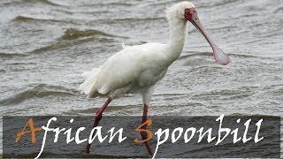 African Spoonbill Bird Call  Stories Of The Kruger [upl. by Bruning]