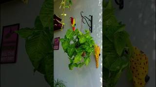 Syngonium Plant CareArrowhead Plant Care Tips [upl. by Nelle]