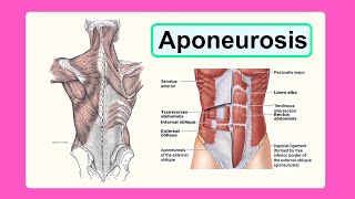 aponeurosis [upl. by Rohclem]