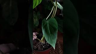 Philodendron Pastazanum Silver x mamei [upl. by Asoj407]