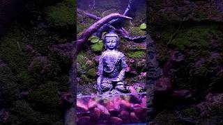 Paludarium spraying and cleaning paludarium plantedtank aquarium [upl. by Yattirb237]