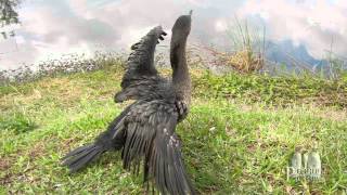 Florida Everglades  The Anhinga Trail [upl. by Llenyar774]