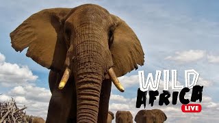 Wild Africa LIVE  Experience the African Bush Through Live Cameras [upl. by Elonore]