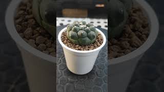 Astrophytum kikko astrophytum plant succlents agave cactus nature garden morning chillmusic [upl. by Enrobyalc]