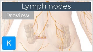 Lymph nodes definition and function preview  Human Anatomy  Kenhub [upl. by Anaele85]