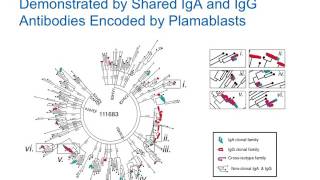 IgA Plasmablasts are Evaluated in Subjects At Risk for Future Rheumatoid Arthritis [upl. by Carmelia]