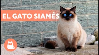 El gato SIAMÉS 🐱 Origen Características Carácter y Cuidados [upl. by Nilram434]