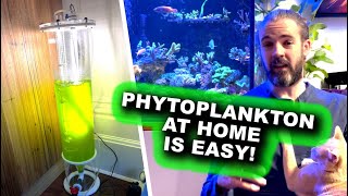 Phytoplankton at Home Is EASY [upl. by Yasibit897]