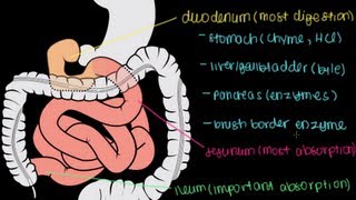 Small Intestine Structure Digestion Absorption [upl. by Nwatna]