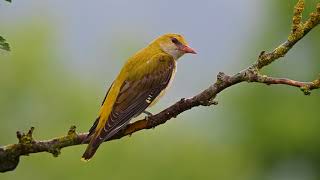 Golden Oriole Oriolus oriolus [upl. by Bromleigh]