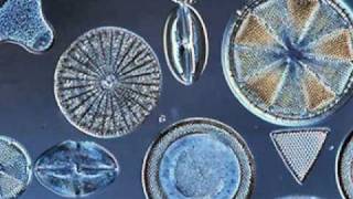 Beautiful Diatoms [upl. by Ytinav]