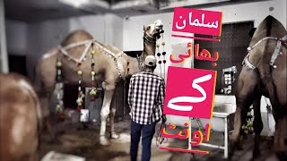 Camel for Qurbani Eid 2018 in Lahore  Samanabad  Camel Qurbani 2018  Heavy Camels Qurbani [upl. by Amador940]