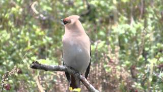 Vroege Vogels  Invasieve pestvogel [upl. by Keyes288]