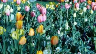 NICK LUCAS  Tiptoe Through the Tulips Original 1929 Hit [upl. by Brottman]