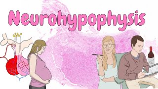 Neurohypophysis  endocrine system histology [upl. by Fried]