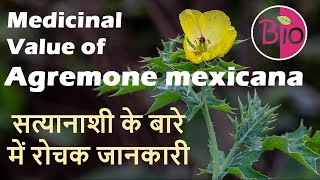 Argemone mexicana सत्यानाशी के बारे में रोचक जानकारी by Simply The Best BIO [upl. by Okikuy602]