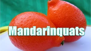 Mandarinquat  Mandarin  kumquat Unusual Food  39 [upl. by Beverlee]