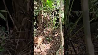 Secret cenote cave entrance Playa del Carmen Mexico tropical Caribbean jungle exploration life wild [upl. by Ranilopa]