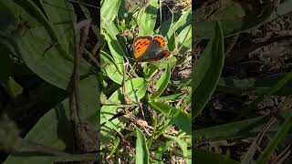 Дукачик грянець Lycaena phlaeas біля Одри nature insects [upl. by Ida441]