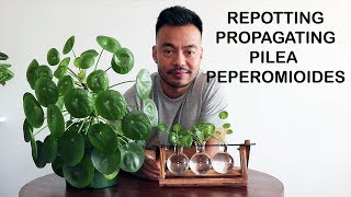 How To Repot amp Propagate  Pilea Peperomioides [upl. by Oinotnaesoj94]