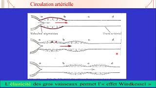 4  Régulation de la Pression Artérielle 1 [upl. by Ydac656]