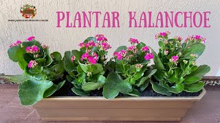 Como plantar kalanchoe numa jardineira grande👩‍🌾 [upl. by Lina]