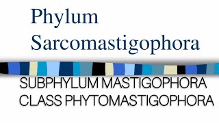 PHYLUM SARCOMASTIGOPHORA Class Phytomastigophora protozoa millerandharley zoology protozoans [upl. by Nodal]