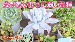 【多肉植物】我が家の寒さに弱い品種❄ [upl. by Haimaj830]